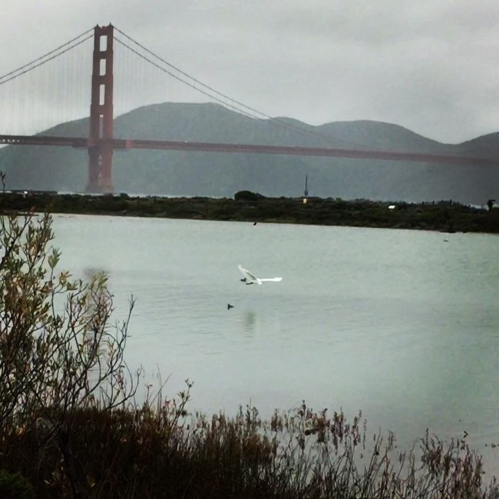 Not a studio day: Rainy winter day here in San Francisco. View from Crissy Field in the Presidio of the restored wetlands, SF Bay and Golden Gate Bridge. This promenade along the bay is usually full of people. Today just me and the wind. Enjoy!